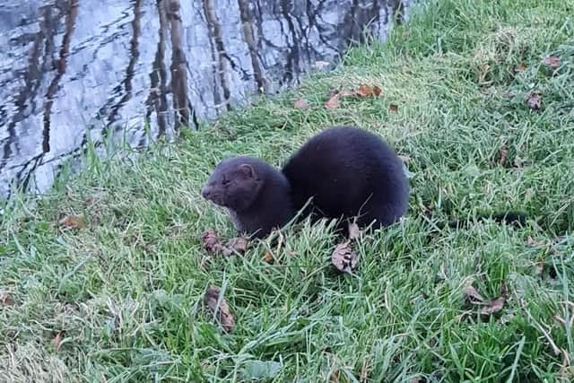 Mink spotted at New Springs earlier this year