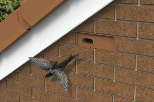 A swift brick would be positioned high up on a new building's wall to allow the birds' access to nest