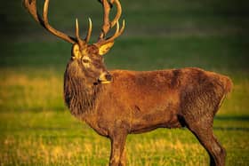 Largest of our land mammals?