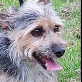 Approximately 3 year old Male Yorkie x Jack Russell. Jake is looking for a new home as his previous owner couldn’t keep him for financial reasons. He has been a friendly little boy with our staff and has no reported vices, so we have no restrictions on him currently.