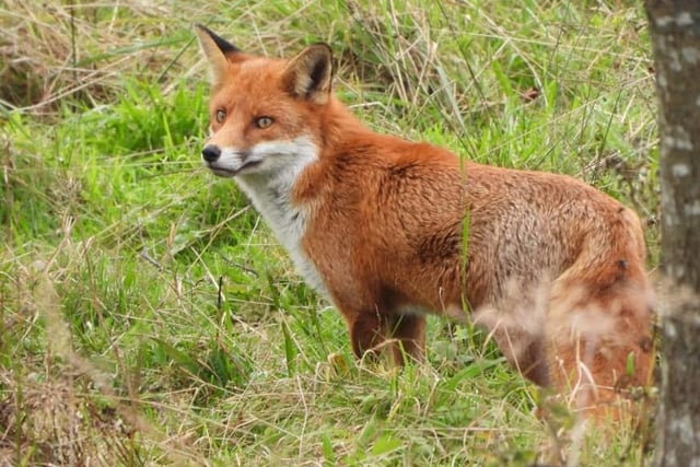 A fox on the prowl in Wigan