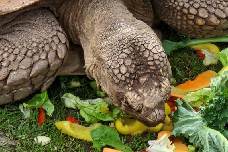 A sulcata tortoise gets stuck into his salad tea