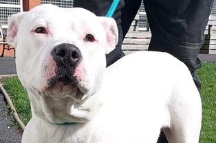 Found as a stray, this 12 month old female American Bulldog has been friendly with staff but due to her size and lack of knowledge regarding her backgorund,, the shelter is looking for a home without young children.