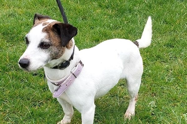 A nine year old female Jack Russell, Jill is looking for a home after her owner sadly passed away. Not particularly friendly towards other dogs so would have to be the only pet in her new home.