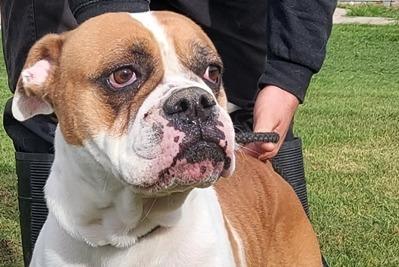 Originally a stray, Maxine is a three year old American Bulldog. Although fine with people she can be bolshy towards other dogs, a pet free household will be needed.