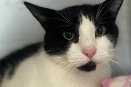Milo is ten years old. His owner sadly passed away and family couldn't take him in. He has lived with another cat.