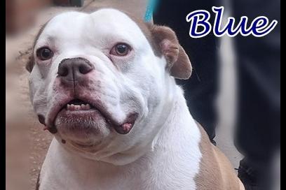 Blue is a 4-year-old cuddly male blue blood Bulldog. Friendly with the staff, fit and well.