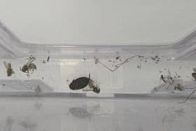 Peter Barlow took this photograph of dead insects at Wigan Infirmary