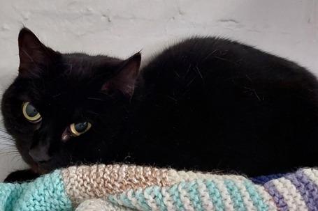 At approximately three years old, Maude is looking for a home after her owner sadly died. While a little wary, she has been friendly when handled.