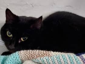 At approximately three years old, Maude is looking for a home after her owner sadly died. While a little wary, she has been friendly when handled.