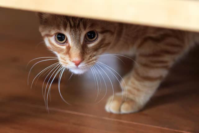 Cats often hide under beds on bonfire night to get away from the noise