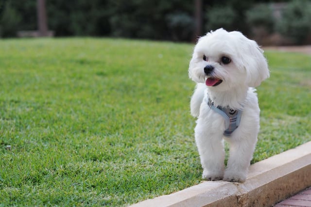 Maltese had 12 mentions by experts