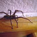No, you don't accidentally eat 600 spiders a year in your sleep...