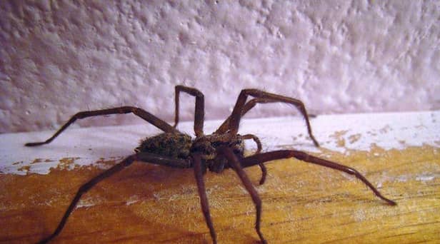 No, you don't accidentally eat 600 spiders a year in your sleep...