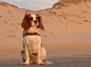 Enjoy a staycation with your four-legged friend