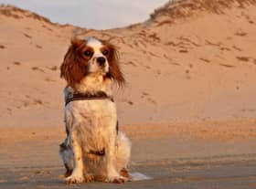 Enjoy a staycation with your four-legged friend