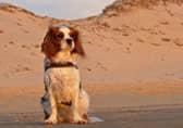 Enjoy a staycation with your four-legged friend