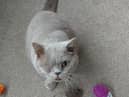 Kim says Nelson has settled in at his new home with owners Steve and Rose Doherty brilliantly
