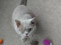 Kim says Nelson has settled in at his new home with owners Steve and Rose Doherty brilliantly