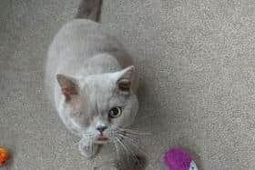 Kim says Nelson has settled in at his new home with owners Steve and Rose Doherty brilliantly