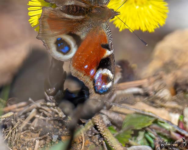 The Peacock butterfly