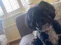 Lexi went missing from a friends house in Bryn