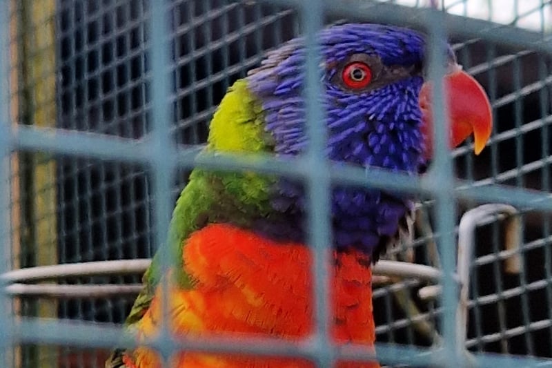 A lorikeet comes for a closer look at the humans
