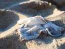 The government has proposed a ban of plastic wet wipes in England 