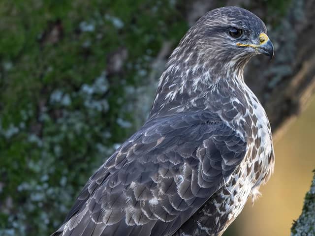 The Buzzard