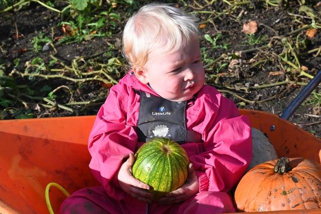 Family fun at the Winstanley Park Pumpkin Patch.