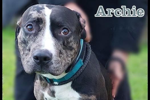 A 10 month old Staffordshire Bull Terrier cross. Archie arrived at the home as a stray so his background is not known. He was a little reserved when he first arrived with but quickly became friends with the staff. He is a young bouncy boy so homes with very young children would not be appropriate, but otherwise he has no restrictions and can be considered for any home pending successful introductions