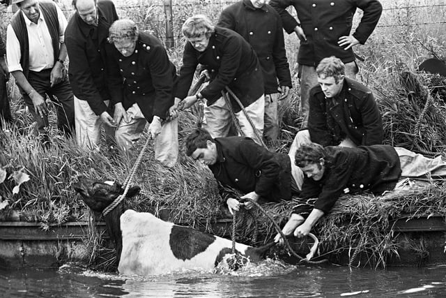 Firemen from Hindley and Wigan rescue one of the six young cows that broke through fencing bordering the Leeds and Liverpool canal near Ince Moss sidings, Springview, in July 1975.