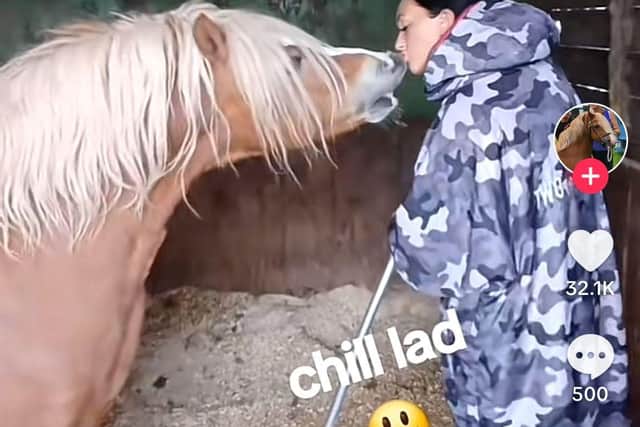 The Wigan pony has become an internet viral sensation with his cheeky antics, attracting more than 14 million views and amassing more than 20,000 followers on TikTok