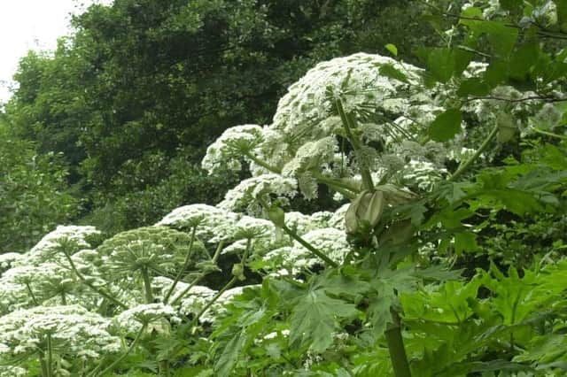 Giant Hogweed has been spotted at J27 of the M6 and along the canal in Wigan.