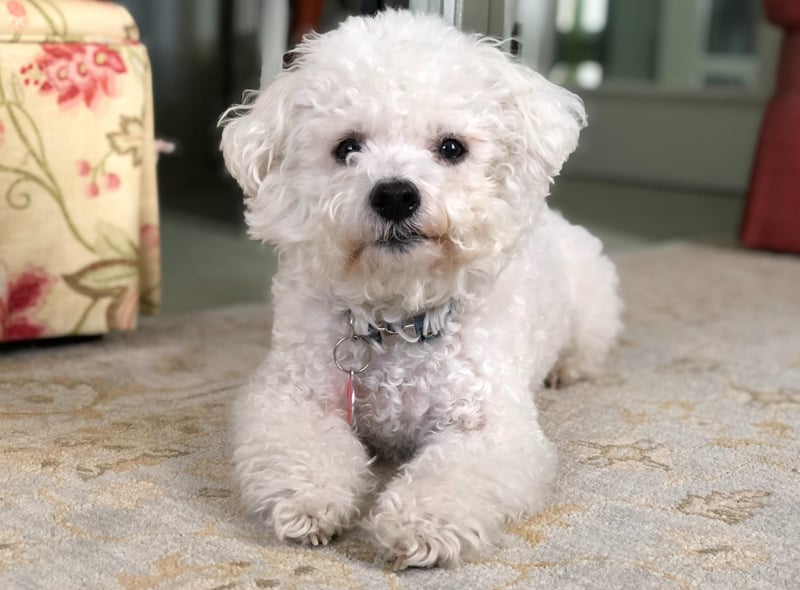 Bichon Frise had 7 mentions by experts