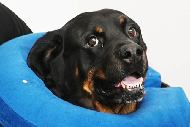 Rottweiler Boston is a six-year-old rescue dog who has recently been plagued by health problems.