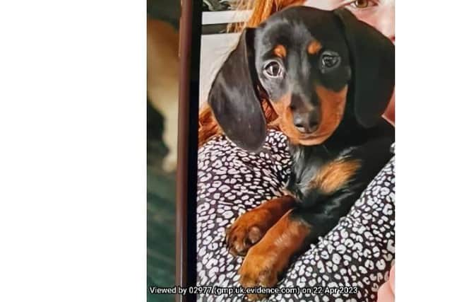 The four-month-old puppy, called Dotty, was stolen from a child in her own garden