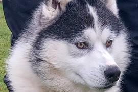 A four year old Malamute type found as a stray, Kaiser's history and habits are unknown.