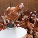 Lucky Hens Rescue is preparing for its next adoption day