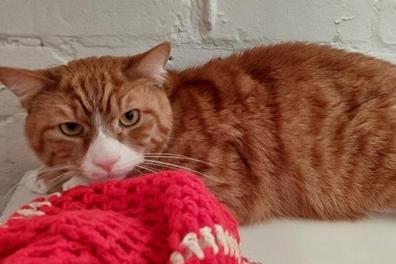 Five and a half year old castrated male. Heinz was abandoned by his previous owner so nothing is known about his background. He has been friendly with staff and had all his vaccinations and flea and worm treatments and microchip.