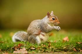 Grey squirrels are causing more harm than good in Byrom Wood, Lowton