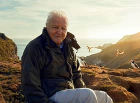 Sir David Attenborough, filming for Wild Isles series, next to Common puffins (Fratercula arctica), Skomer Island, off Pembrokeshire coast, Wales