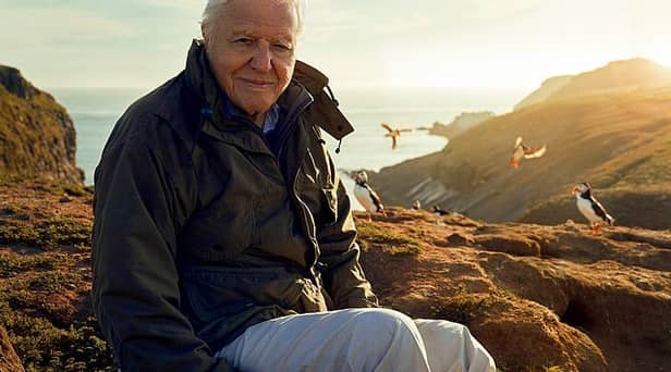 Sir David Attenborough, filming for Wild Isles series, next to Common puffins (Fratercula arctica), Skomer Island, off Pembrokeshire coast, Wales