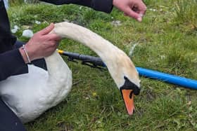 A swan was found entangled in old fishing line in Wigan