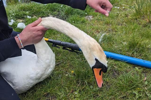 A swan was found entangled in old fishing line in Wigan