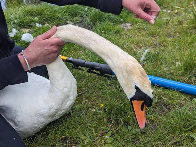 A swan was found entangled in old fishing line in Wigan