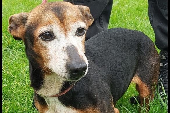 10 year old female Jack Russell type. Doreen was abandoned by her previous owner so her background is unknown but she has been a pleasant old lady during her time at the home and has no restrictions on her new home pending successful introductions