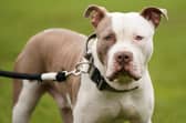 Hundreds of XL bullies were seized by Greater Manchester Police