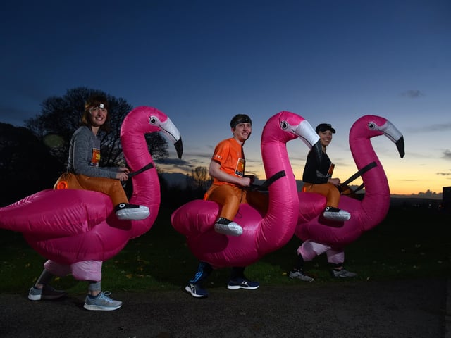 Fantastic flamingos