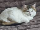 Lulu the cat has been missing for eight weeks